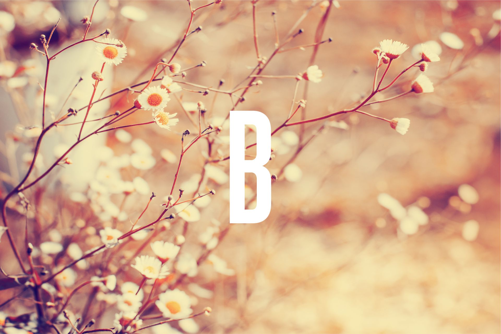 Perron9_Bruisterbosch_06