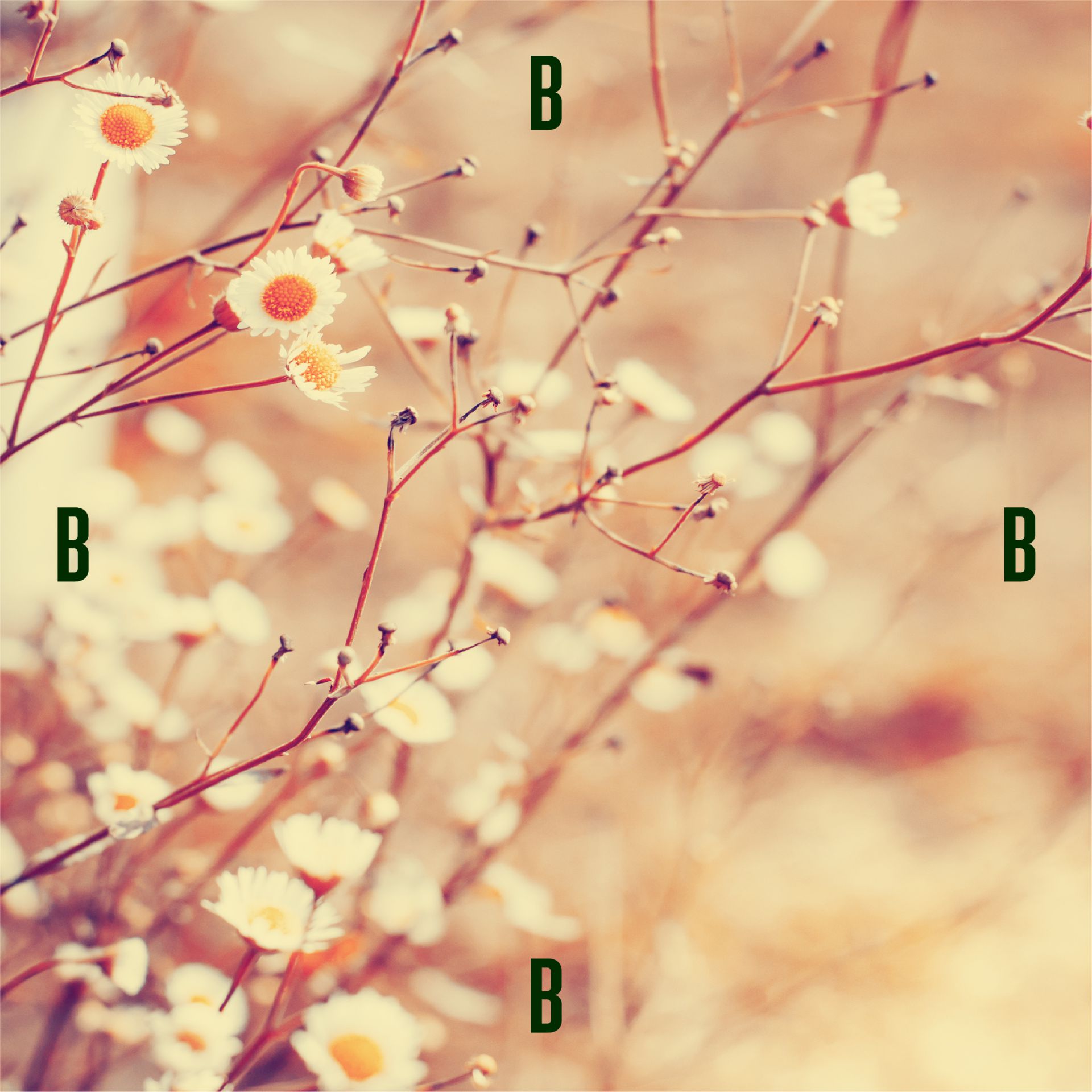 Perron9_Bruisterbosch_02