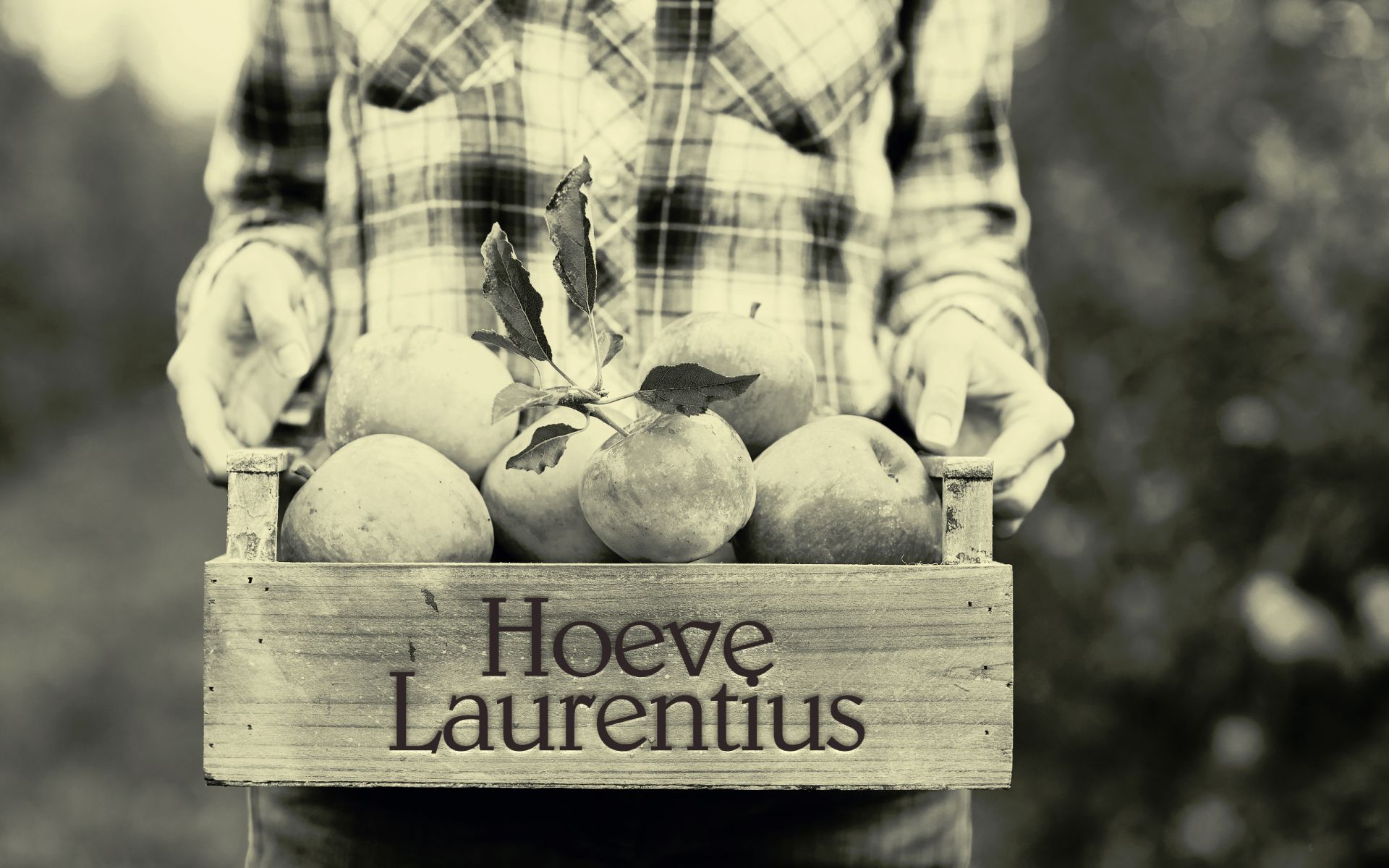 LAU_Hero_12x